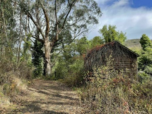A narrow path leads to a rustic wooden shed surrounded by tall trees and lush greenery under a partly cloudy sky.