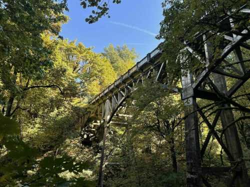 A wooden bridge spans a lush, green forest under a clear blue sky, surrounded by vibrant autumn foliage.