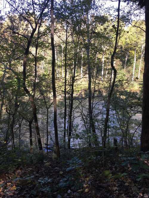 A serene view of a river through a dense forest, with tall trees and sunlight filtering through the leaves.