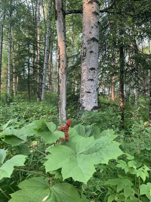 A lush forest scene featuring tall birch trees and vibrant green foliage, with a cluster of red berries in the foreground.
