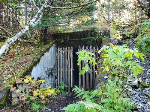 An overgrown entrance to a concrete structure, surrounded by trees and foliage in a forested area.
