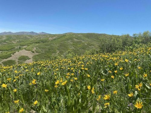 A vibrant field of yellow flowers stretches across rolling green hills under a clear blue sky.