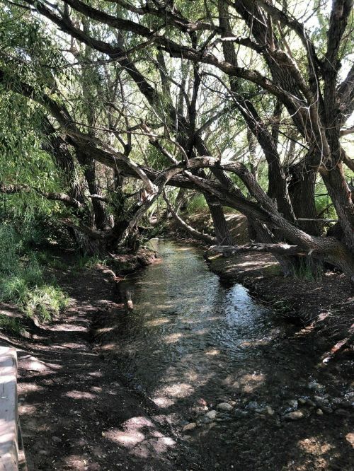 A serene creek flows through a lush, wooded area with overhanging trees and dappled sunlight.