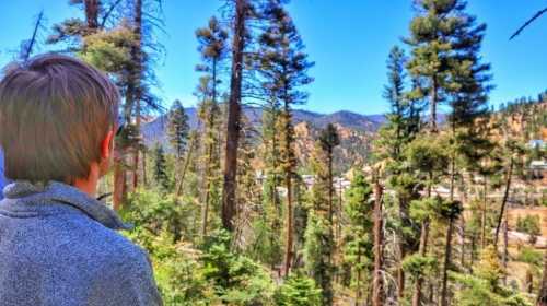 A person stands in a forest, gazing at a mountainous landscape filled with tall trees and clear blue skies.