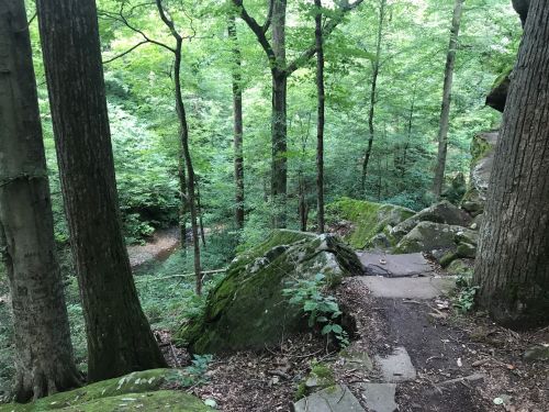 A rocky path winds through a lush green forest with tall trees and dense foliage.