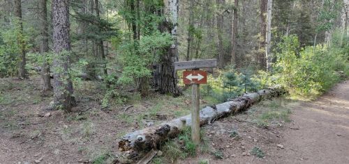 A wooden sign with arrows pointing left and right, surrounded by trees in a forested area.