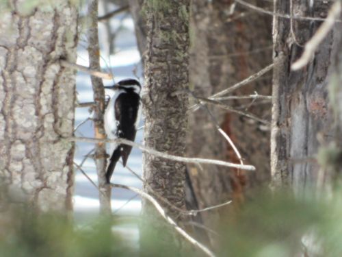 A black-and-white woodpecker perched on a tree branch among the forest, with a blurred background of trees and water.
