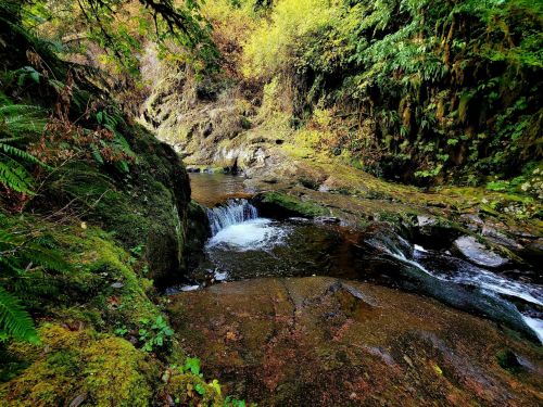 A serene forest scene featuring a small waterfall cascading over rocks, surrounded by lush greenery and autumn foliage.