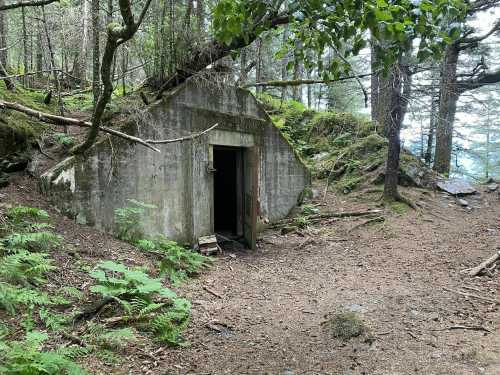 A concrete structure with an open door, surrounded by trees and ferns in a forested area.