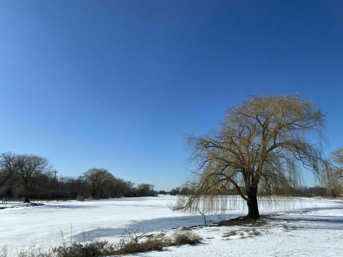 A snowy landscape with a willow tree on the edge of a frozen lake under a clear blue sky.