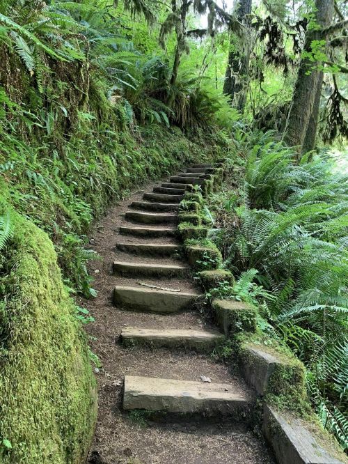 A winding stone staircase surrounded by lush green ferns and trees in a forested area.