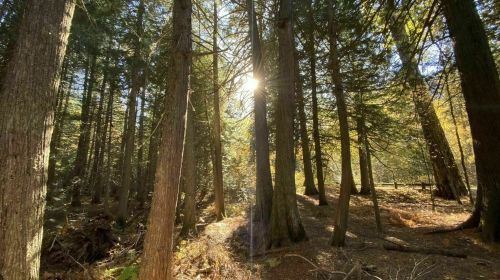 Sunlight filters through tall trees in a serene forest, casting dappled light on the forest floor.