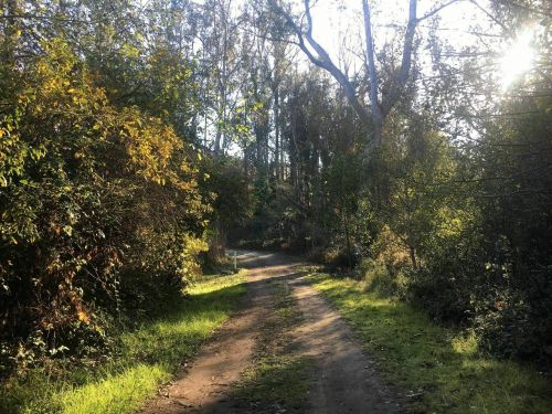 A sunlit dirt path winding through lush greenery and trees, creating a serene outdoor scene.