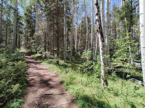 A dirt path winding through a lush forest of tall trees and greenery under a clear blue sky.