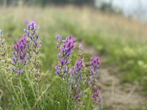 A close-up of purple and blue wildflowers growing in a grassy field, with a blurred background of greenery.