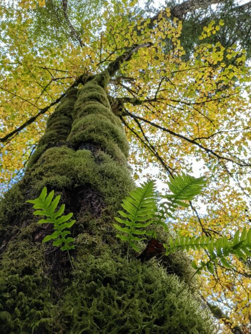 A tall tree covered in green moss, with ferns growing at its base and autumn leaves visible in the canopy above.