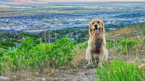 A golden retriever sits on a hillside, overlooking a valley and town below, with green grass and distant mountains.
