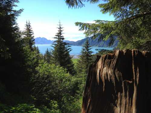 A scenic view of a lake surrounded by mountains, framed by lush green trees and a large tree stump in the foreground.