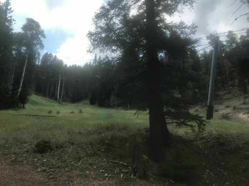 A serene forest scene with tall trees and a grassy clearing, under a cloudy sky. A ski lift is visible in the background.