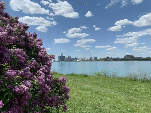 A vibrant lilac bush in the foreground with a clear view of a city skyline and blue water under a sunny sky.