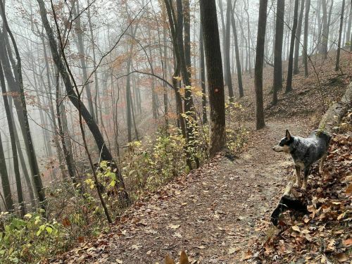 A dog stands on a misty forest trail surrounded by trees and fallen leaves, creating a serene autumn atmosphere.