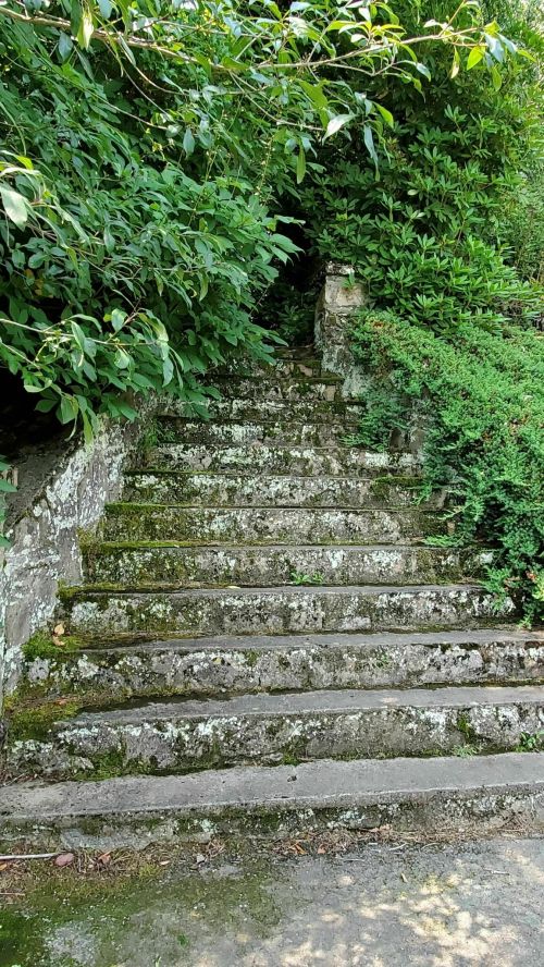 A moss-covered stone staircase surrounded by lush green foliage.