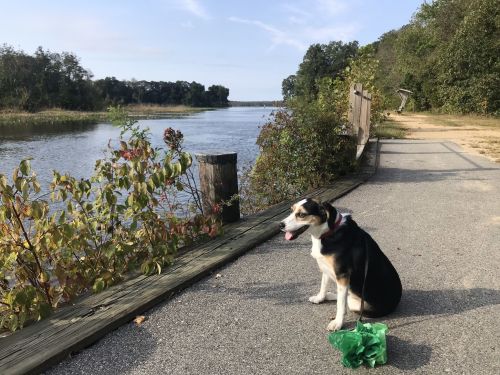 A dog sits by a riverbank, looking out at the water with trees and a path in the background.