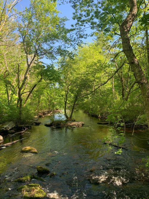 A serene stream flows through a lush green forest, surrounded by trees and sunlight filtering through the leaves.