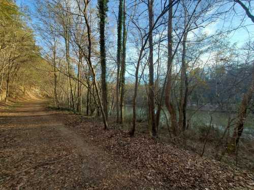 A serene forest path lined with bare trees and fallen leaves, leading to a calm body of water in the distance.