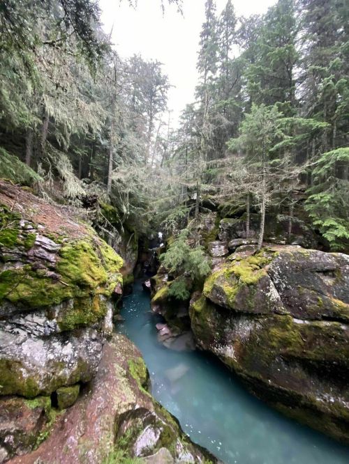 A serene forest scene featuring a narrow, turquoise river flowing between moss-covered rocks and tall evergreen trees.