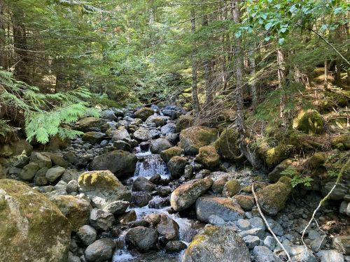 A serene forest scene with a small stream flowing over rocks, surrounded by lush green trees and moss.