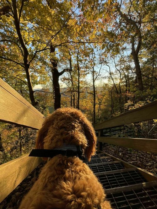 A dog sits on a wooden path surrounded by trees with autumn leaves, looking out at a scenic view.