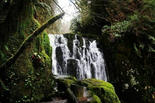 A serene waterfall cascades over moss-covered rocks, surrounded by lush greenery and trees.