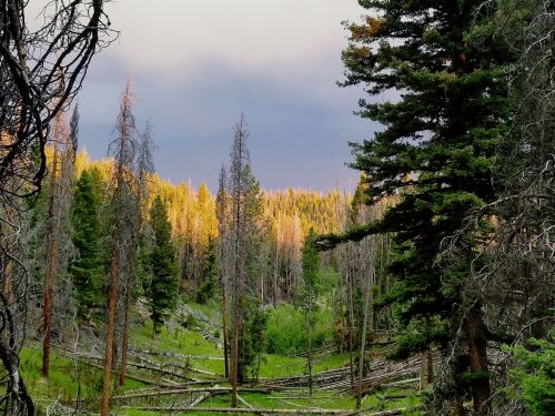 A serene forest scene with tall trees, a lush green valley, and a dramatic sky in the background.