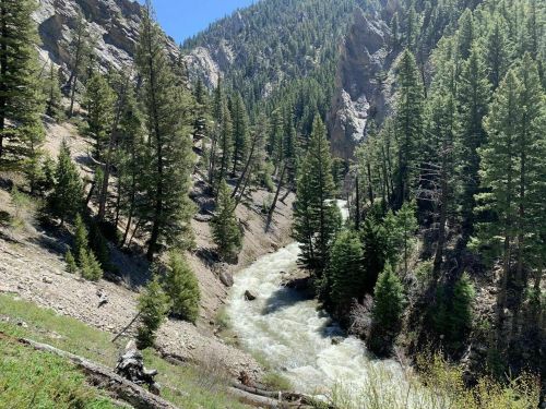 A winding river flows through a lush green valley surrounded by tall pine trees and rocky hills under a clear blue sky.