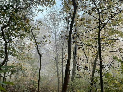 A misty forest scene with tall trees and soft, diffused light filtering through the leaves.