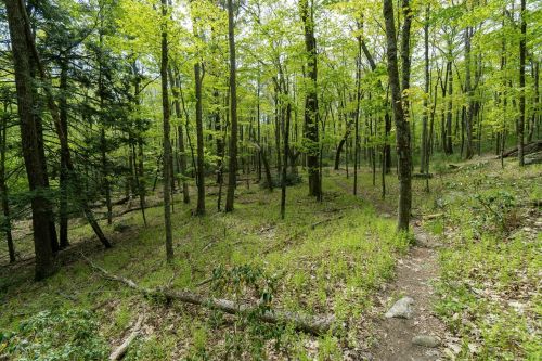 A lush green forest with tall trees and a winding dirt path through the underbrush. Sunlight filters through the leaves.