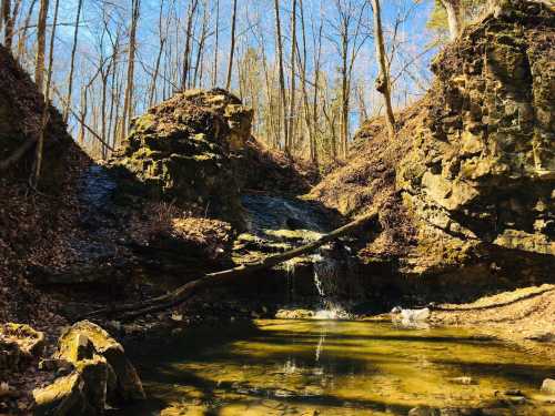 A serene forest scene featuring a small waterfall cascading into a clear pool, surrounded by rocky cliffs and trees.