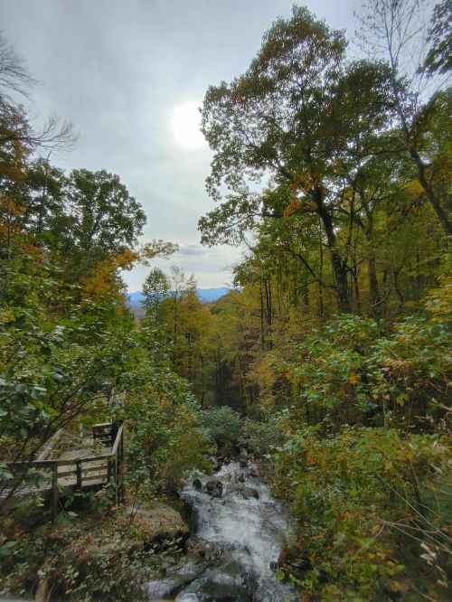 A serene forest scene with a flowing stream, surrounded by autumn foliage and a cloudy sky.