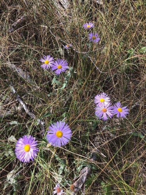 A cluster of purple and yellow wildflowers growing among green grass and twigs.
