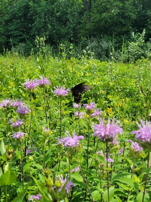 A butterfly rests on purple flowers in a lush green field, surrounded by vibrant foliage.