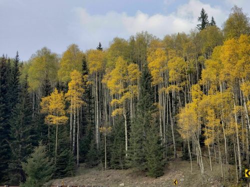 A forest of tall trees with vibrant yellow leaves, set against a backdrop of green evergreens and a cloudy sky.