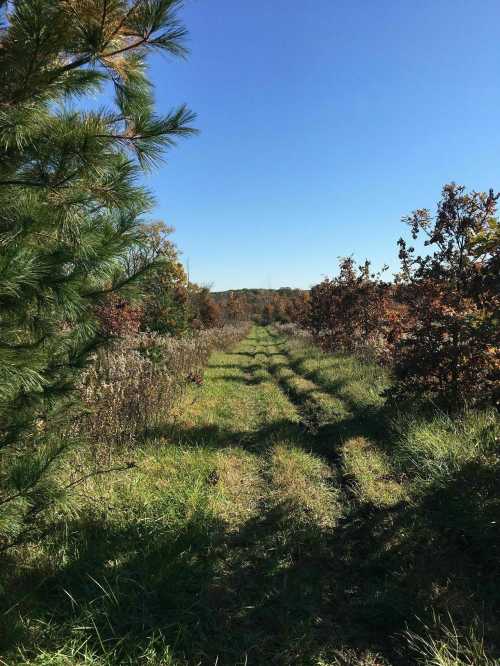 A grassy path lined with trees leads into a sunny, open landscape under a clear blue sky.