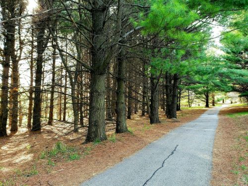 A serene pathway lined with tall pine trees, surrounded by soft pine needles and dappled sunlight.