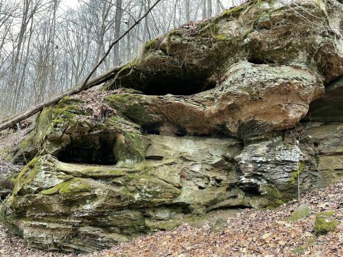 A rocky cliff covered in moss and leaves, surrounded by bare trees in a forested area.