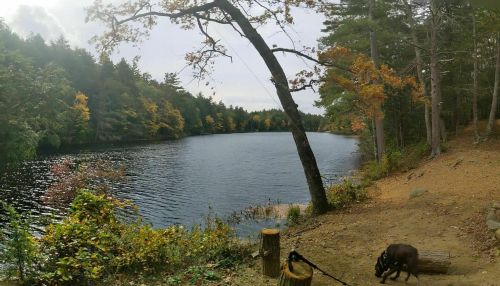 A serene lake surrounded by trees with autumn foliage, featuring a sandy shore and a dog on a leash.