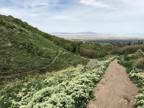 A scenic view of a winding dirt path through green hills and wildflowers, leading to a distant valley under a cloudy sky.
