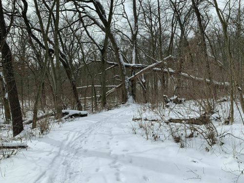 A snowy forest path surrounded by bare trees and fallen branches, creating a serene winter landscape.