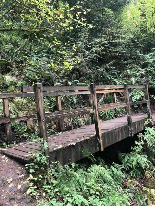 A wooden bridge surrounded by lush greenery and ferns in a forested area.