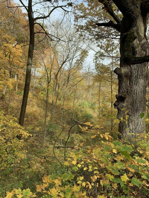 A serene forest scene with tall trees and vibrant autumn foliage in shades of yellow and orange.